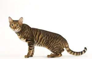 Toyger: Toyger cat in the studio