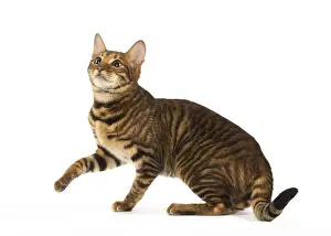 Toyger: Toyger cat in the studio
