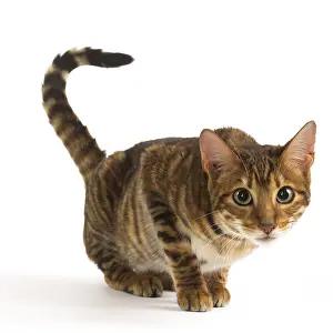 Toyger: Toyger cat in the studio