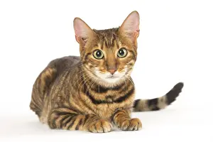Toyger: Toyger cat in the studio