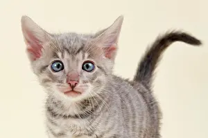 Toyger: Toyger (Felis silvestris catus), age 6 weeks, portrait