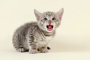 Meowing: Toyger (Felis silvestris catus), age 6 weeks, meowing