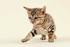 Mackerel: Toyger (Felis silvestris catus), age 9 weeks, curious