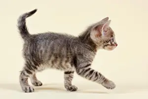 Toyger: Toyger (Felis silvestris catus), age 6 weeks, color