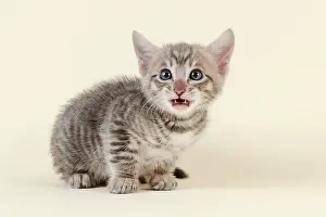 Afraid: Toyger (Felis silvestris catus), age 6 weeks, afraid