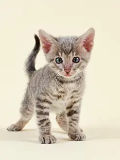Toyger: Toyger (Felis silvestris catus), age 6 weeks, color