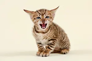 Toyger: Toyger (Felis silvestris catus), age 6 weeks, color