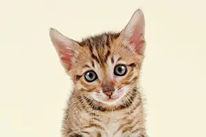 Toyger: Toyger (Felis silvestris catus), age 6 weeks, color