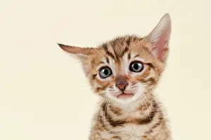 Toyger: Toyger (Felis silvestris catus), age 6 weeks, color