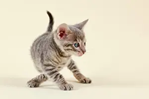 Toyger: Toyger (Felis silvestris catus), age 6 weeks, with