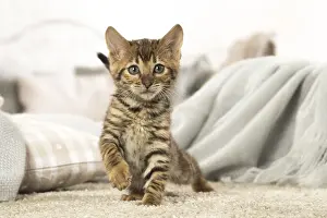 Toyger: Toyger kitten indoors