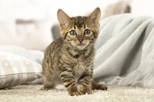 Toyger: Toyger kitten indoors