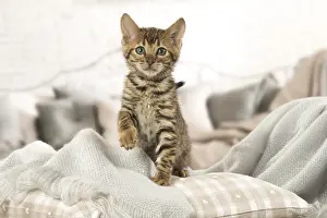 Toyger: Toyger kitten indoors