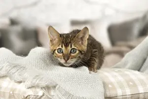 Toyger: Toyger kitten indoors