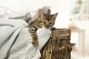 Toyger: Toyger kitten indoors