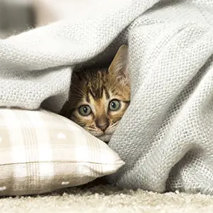Toyger: Toyger kitten indoors