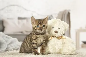 Cuddly: Toyger kitten indoors