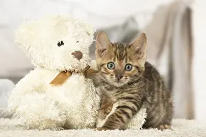 Cuddly: Toyger kitten indoors