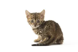 Toygers: Toyger kitten in the studio