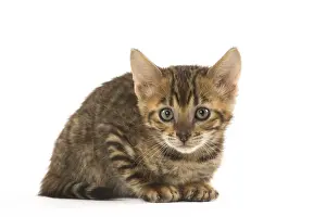 Toygers: Toyger kitten in the studio