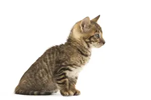 Toyger: Toyger kitten in the studio