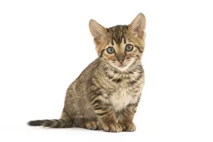 Toyger: Toyger kitten in the studio