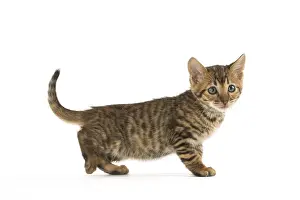 Toyger: Toyger kitten in the studio