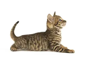 Toyger: Toyger kitten in the studio