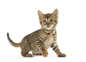 Toyger: Toyger kitten in the studio