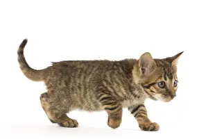 Toyger: Toyger kitten in the studio