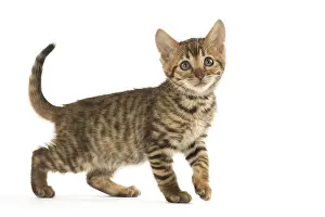 Toyger: Toyger kitten in the studio