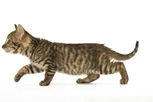 Toyger: Toyger kitten in the studio