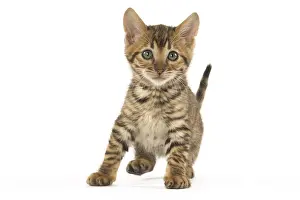 Toyger: Toyger kitten in the studio
