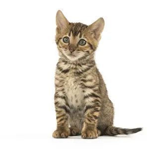 Toyger: Toyger kitten in the studio