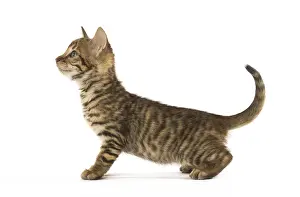 Toyger: Toyger kitten in the studio
