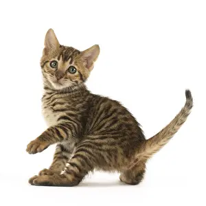 Toyger: Toyger kitten in the studio