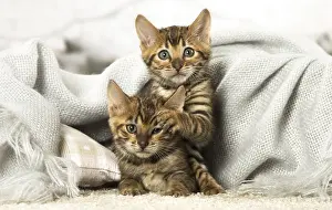 Toyger: Toyger kittens indoors