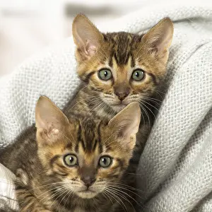 Toyger: Toyger kittens indoors