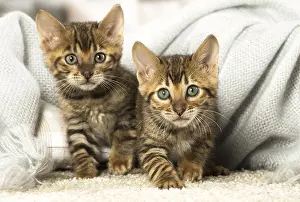 Toyger: Toyger kittens indoors