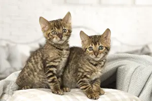 Toyger: Toyger kittens indoors
