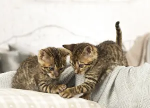 Toyger: Toyger kittens indoors