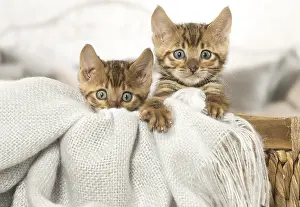 Toyger: Toyger kittens indoors