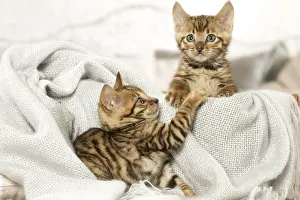 Toyger: Toyger kittens indoors