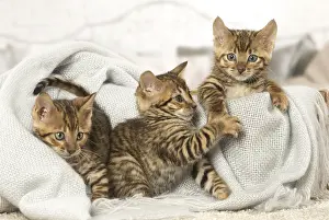 Toyger: Toyger kittens indoors