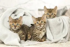 Toyger: Toyger kittens indoors