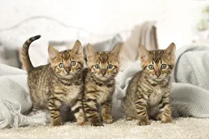 Toyger: Toyger kittens indoors