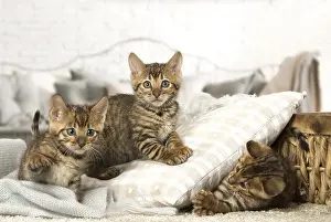 Toyger: Toyger kittens indoors