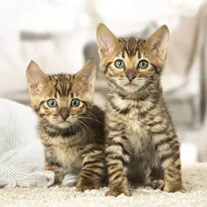 Toyger: Toyger kittens indoors