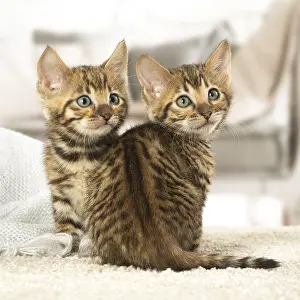 Toyger: Toyger kittens indoors