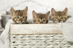 Toyger: Toyger kittens indoors